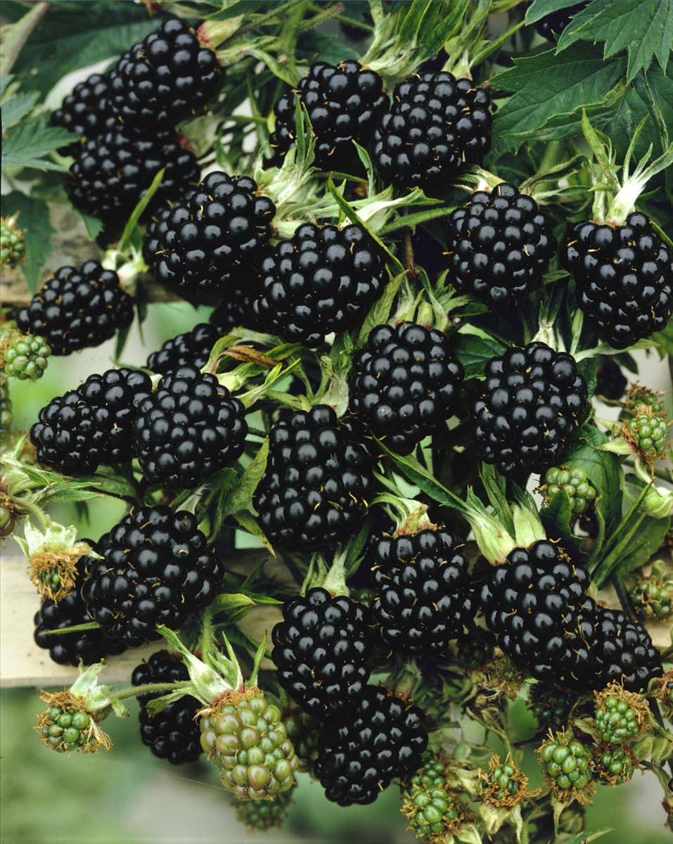 Rubus fruticosus Thornfree