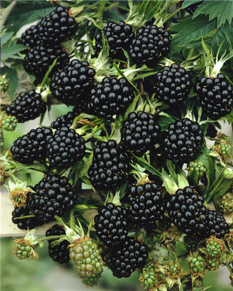 Rubus fruticosus 'Aroma King'
