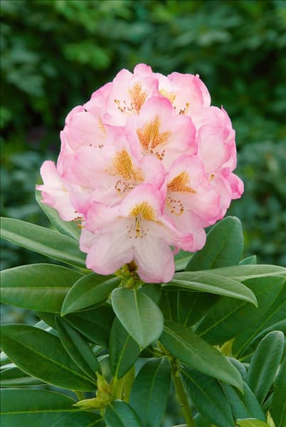 Rhododendron Hybride Brigitte