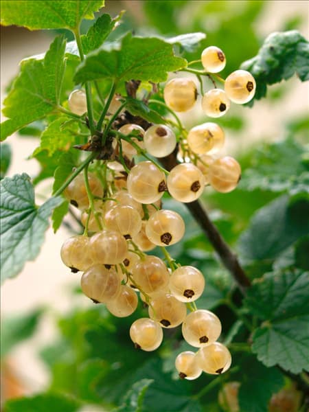 Ribes rubrum var. domesticum