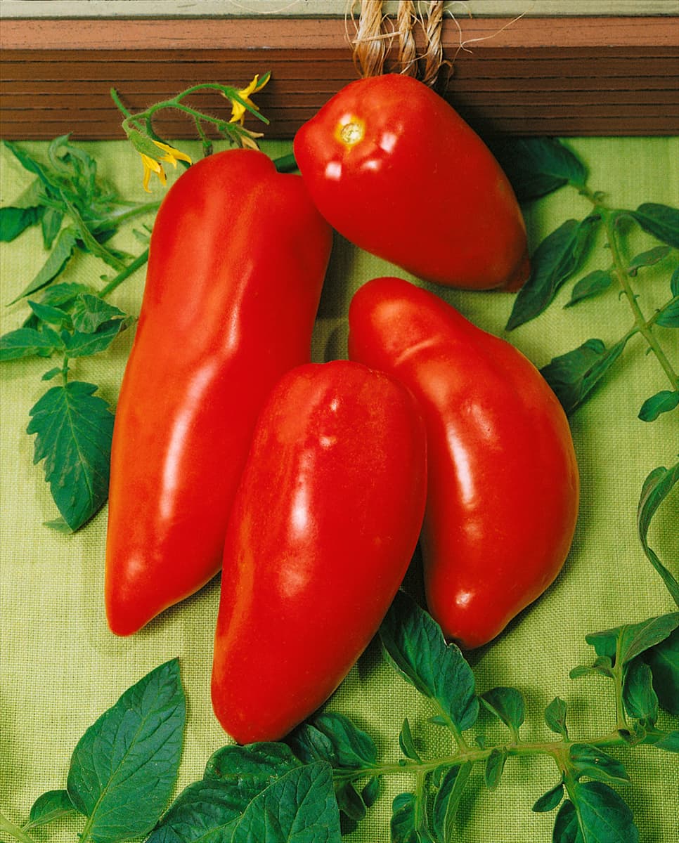 Tomate / Lycopersicon esculentum Opalka