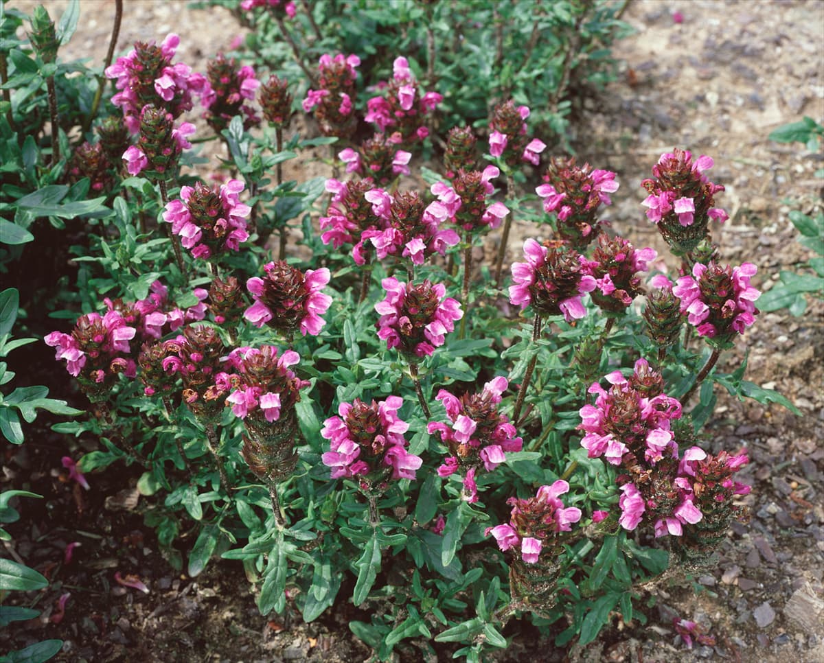 Prunella Rosenkugel