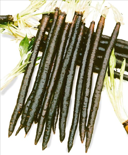 Scorzonera hispanica