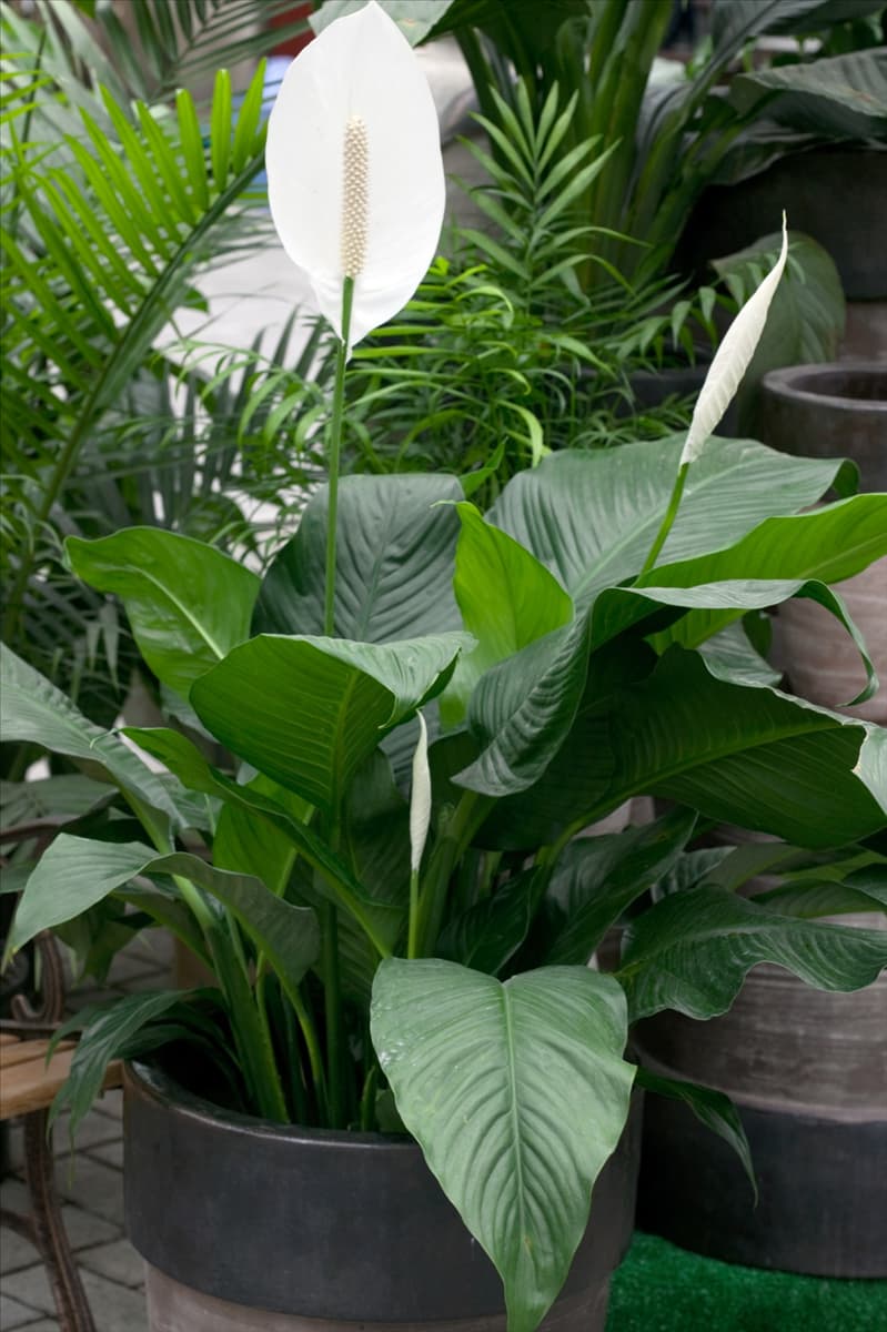 Spathiphyllum Sensation