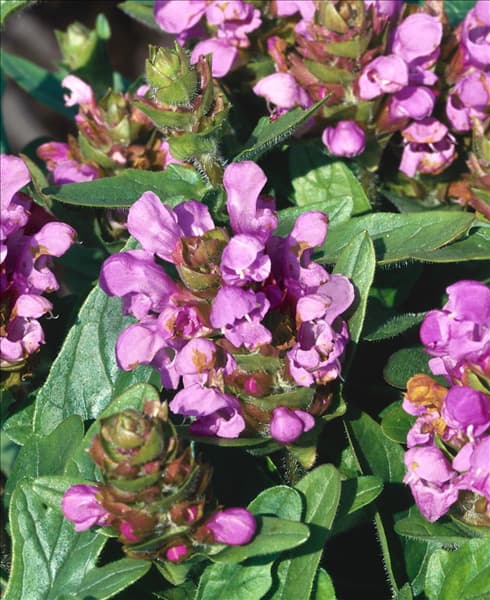 Prunella Summer Daze