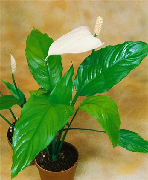 SPATHIPHYLLUM