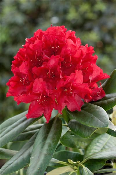 Rhododendron Blinklicht