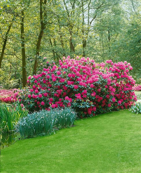 Rhododendron catawbiense rose