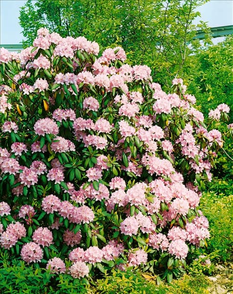 RHODODENDRON CATAWBIENSE ROSEUM ELEGANS