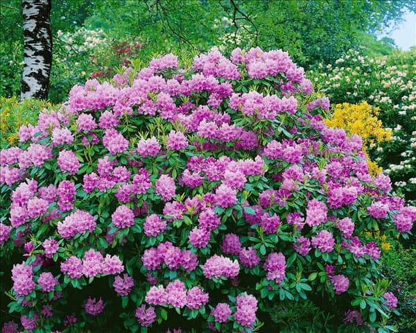 Rhododendron catawbiense blue