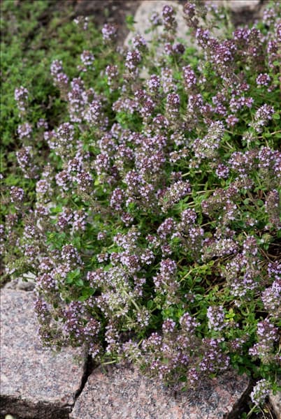 Thymus herba-barona Lemon Scented