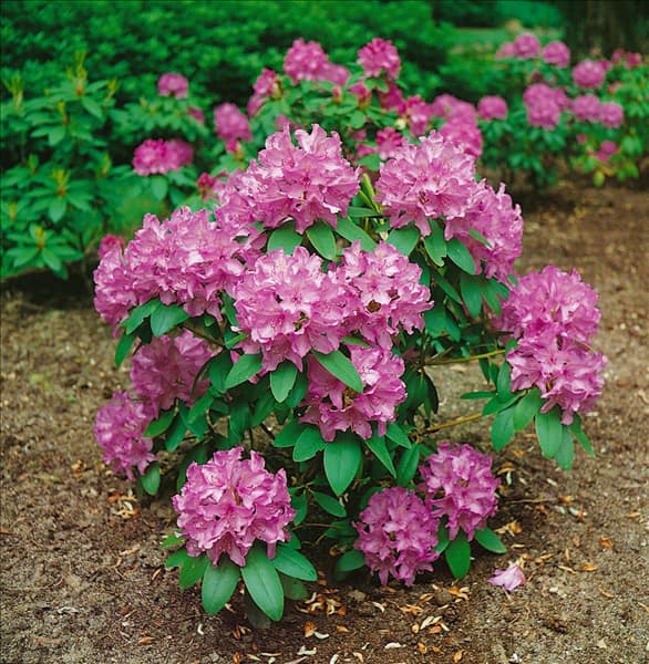 RHODODENDRON CATAWBIENSE GRANDIFLORUM