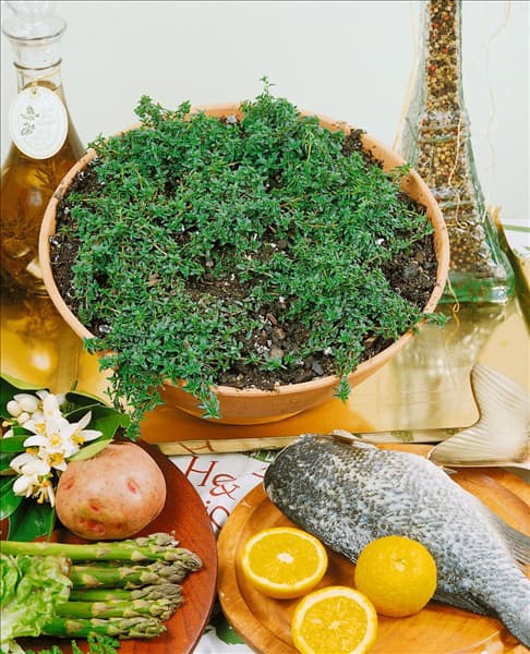 Thymus herba-barona