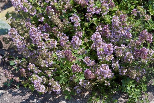 Thymus herba-barona Lemon Scented