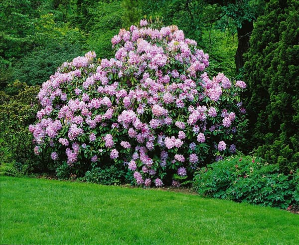 RHODODENDRON CATAWBIENSE