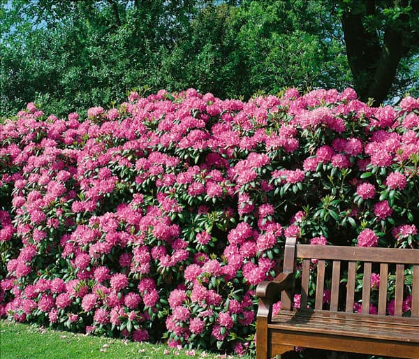 RHODODENDRON CATAWBIENSE