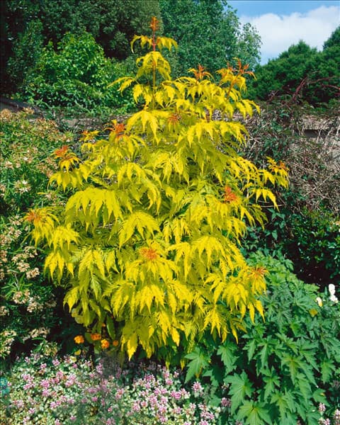 Sambucus racemosa Sutherland Gold