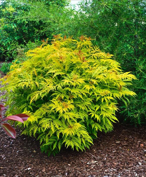 SAMBUCUS RACEMOSA SUTHERLAND GOLD