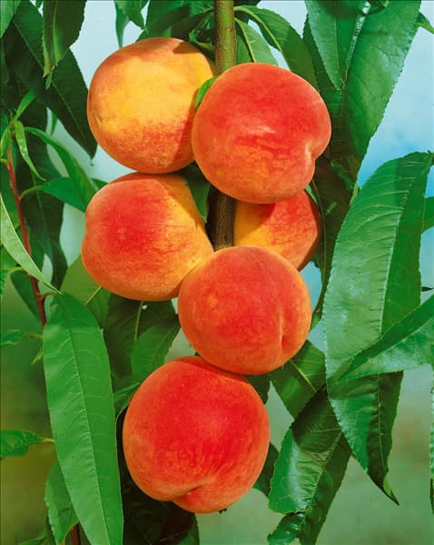 Prunus persica var. persica Kernechter vom Vorgebirge