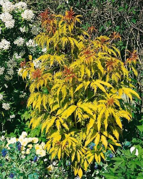 Sambucus racemosa Sutherland Gold