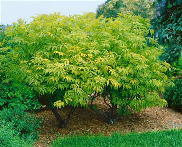 SAMBUCUS RACEMOSA SUTHERLAND GOLD