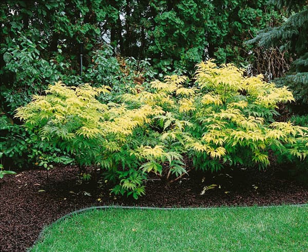 SAMBUCUS RACEMOSA SUTHERLAND GOLD