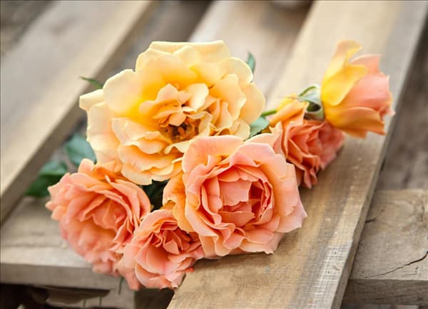 Rosa 'Hansestadt Rostock'®