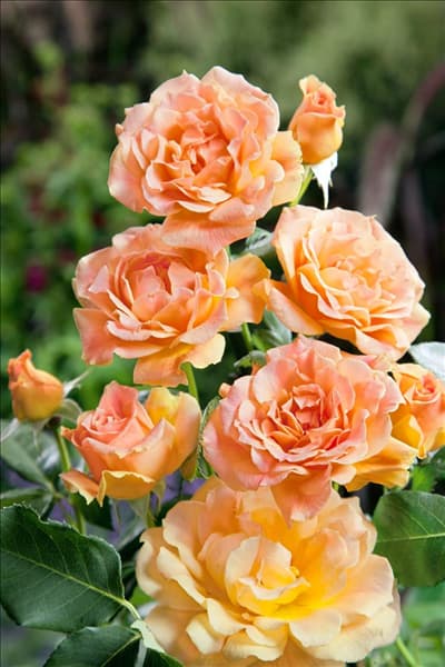 Rosa Hansestadt Rostock ®