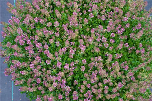 Thymus pseudolanuginosus Minor