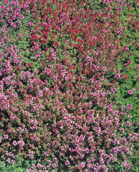 THYMUS PRAECOX SSP. ARCTICUS
