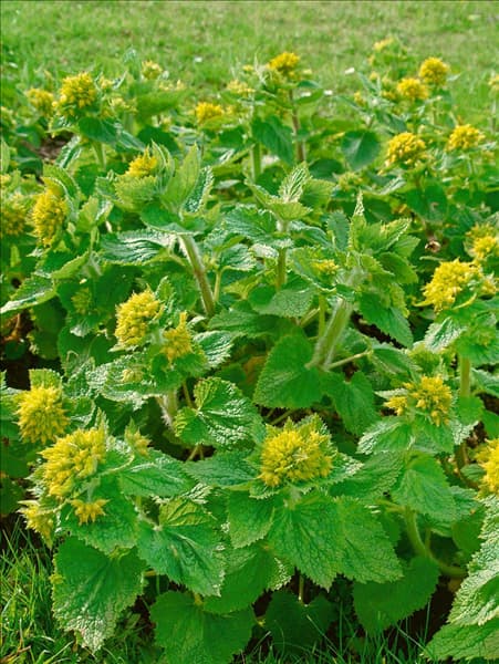 Scrophularia vernalis
