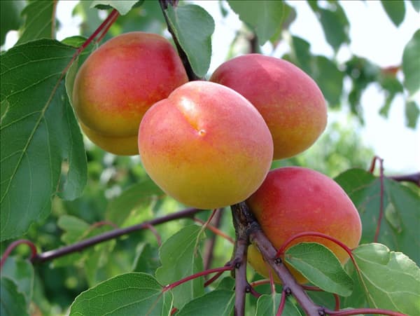 Prunus armeniaca