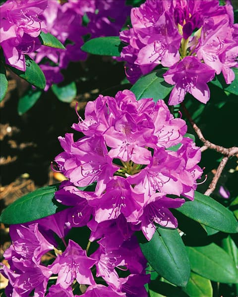 RHODODENDRON CATAWBIENSE GRANDIFLORUM