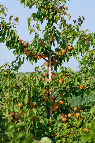 Prunus armeniaca Kioto ®, Marillenbaum