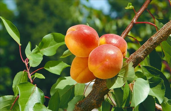 Prunus armeniaca
