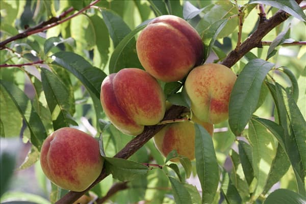 Prunus persica var. persica Redhaven