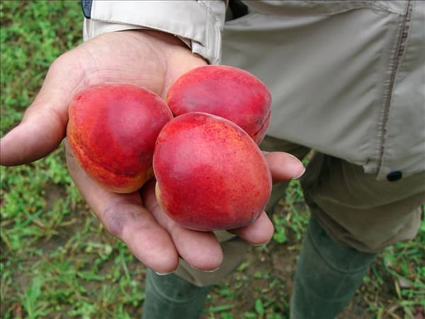 Prunus armeniaca