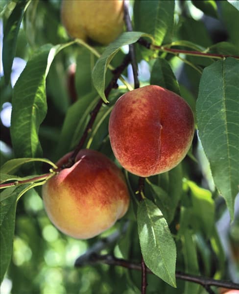 Prunus persica var. persica Redhaven