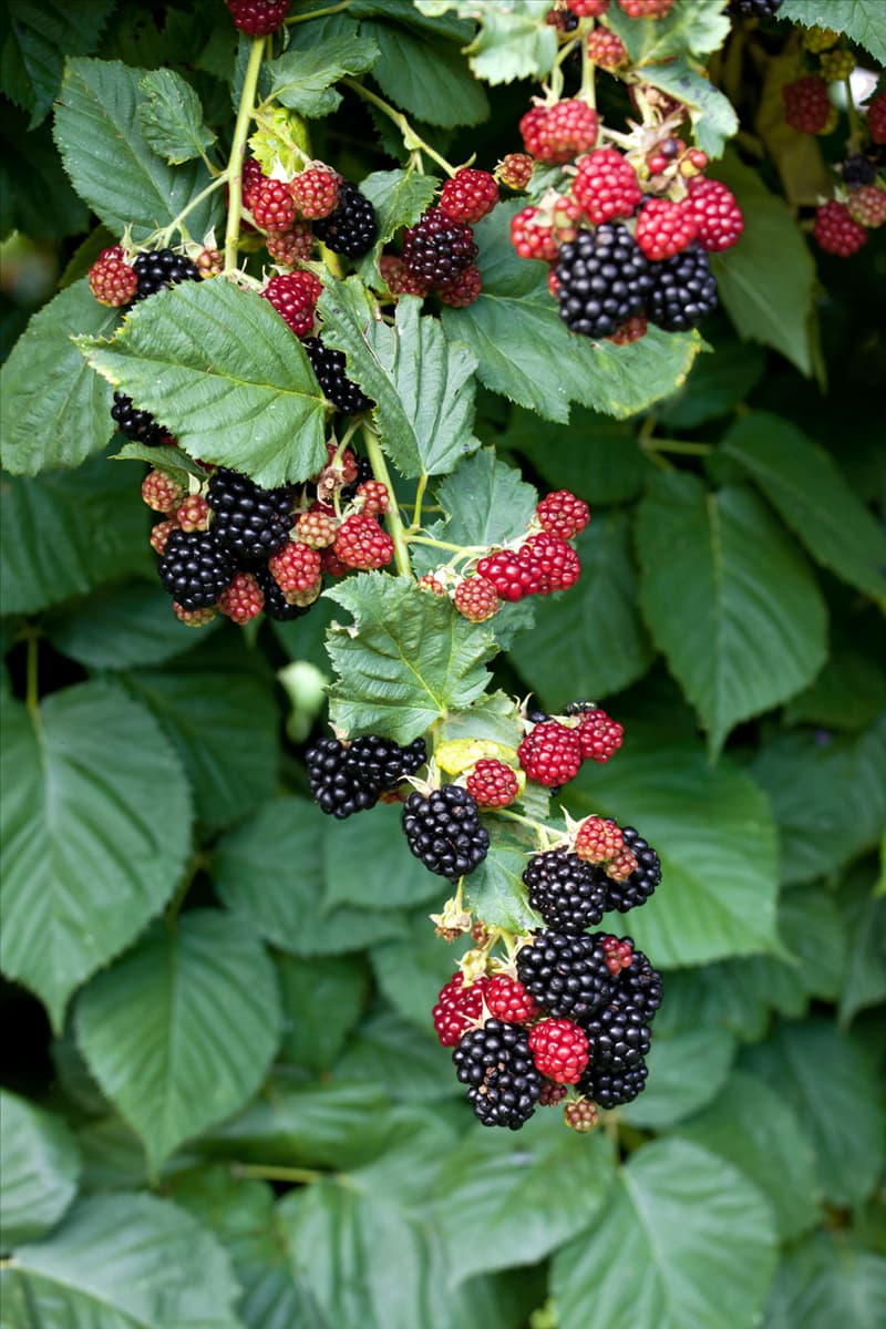 Rubus fruticosus