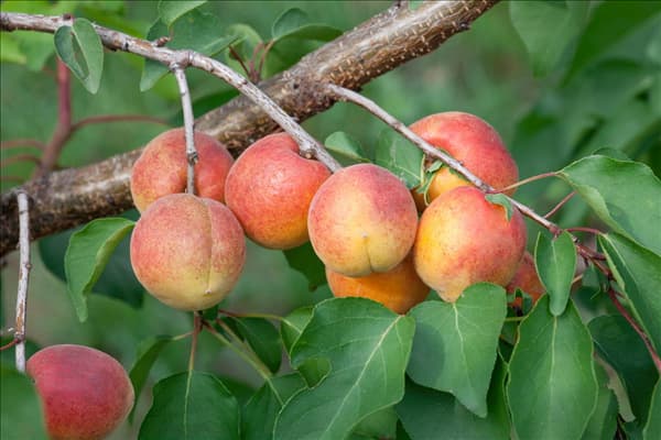 Prunus armeniaca Ungarische Beste