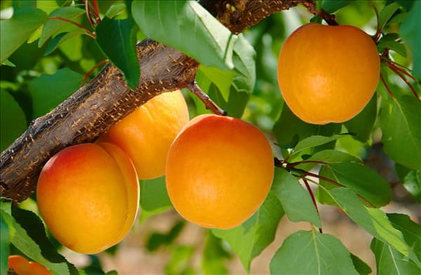 Prunus armeniaca