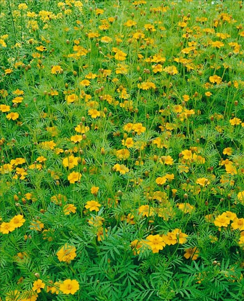 Tagetes single gold