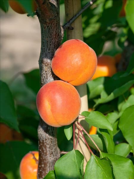 Prunus armeniaca Kioto ®