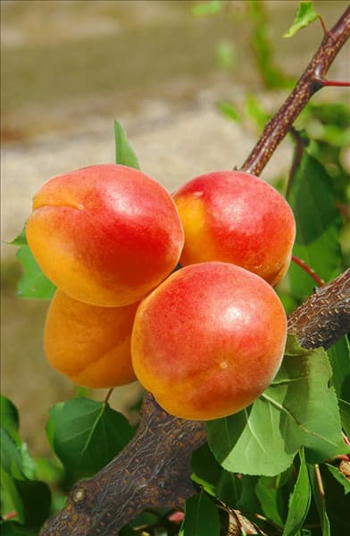 Prunus armeniaca