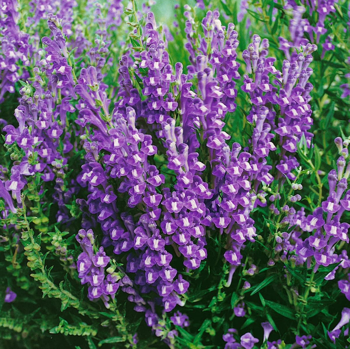 Scutellaria baicalensis
