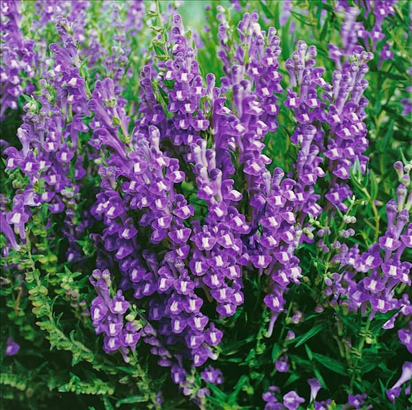 Scutellaria baicalensis
