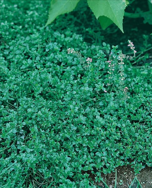 Thymus pulegioides