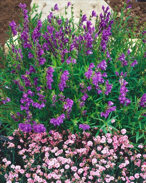 SCUTELLARIA BAICALENSIS