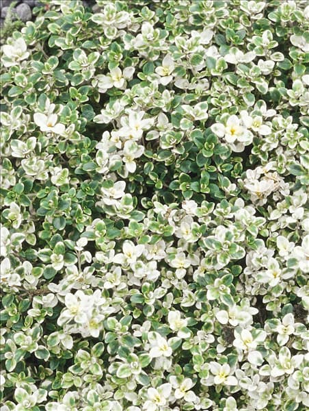 Thymus pulegioides Foxley