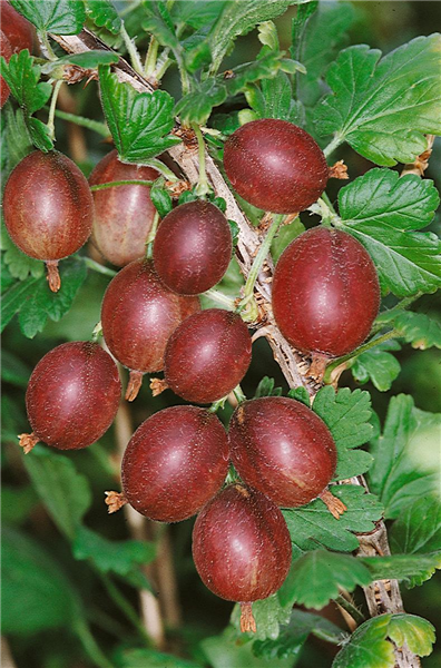 Ribes uva-crispa var. sativum Redeva (R)